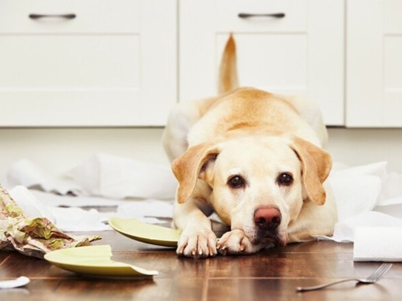 tẩy giun cho chó- 2