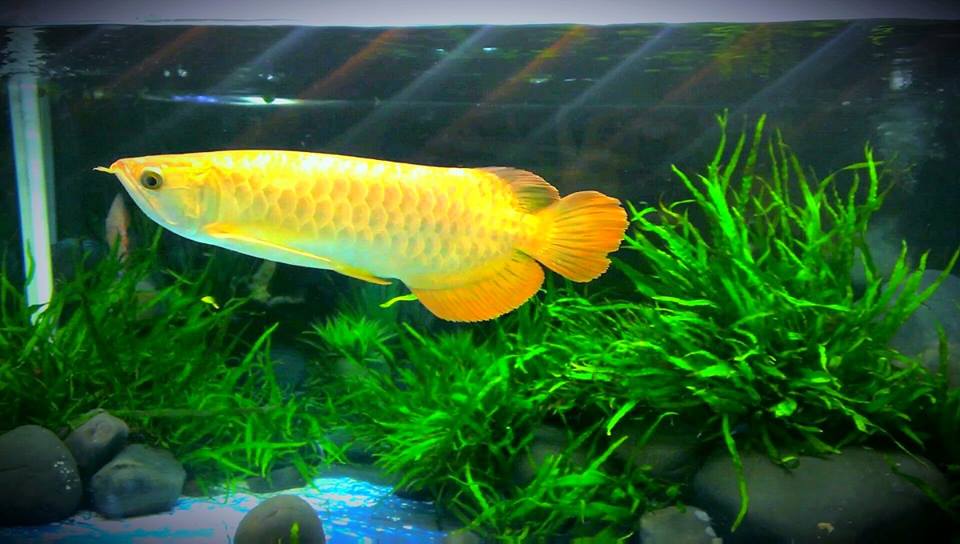 mẫu bể cá rồng