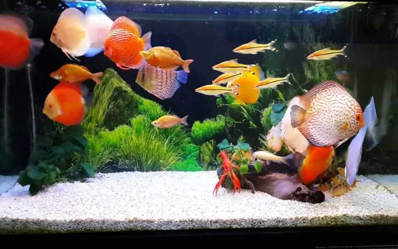 Ứng dụng của máy bơm nước trong bể cá cảnh