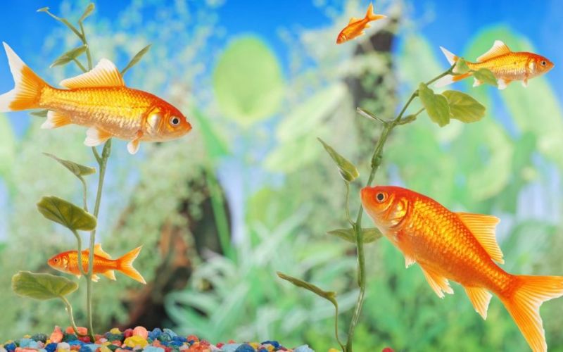 Các cửa hàng bán phụ kiện bể cá tại Hà Nội nổi bật