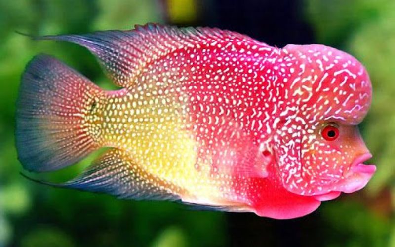 Các cửa hàng bán phụ kiện bể cá tại Hà Nội nổi bật