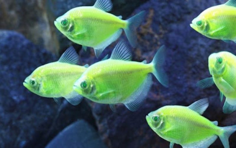 Các cửa hàng bán phụ kiện bể cá tại Hà Nội nổi bật