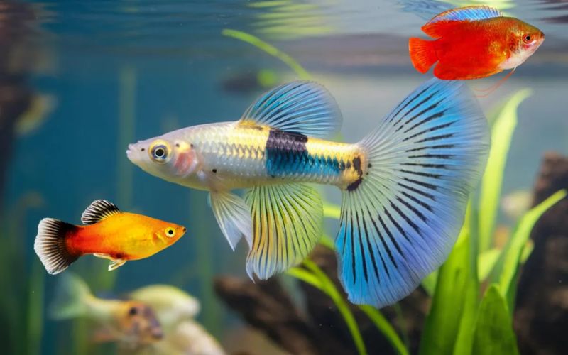 Bể cá thủy sinh cho phong cách tối giản