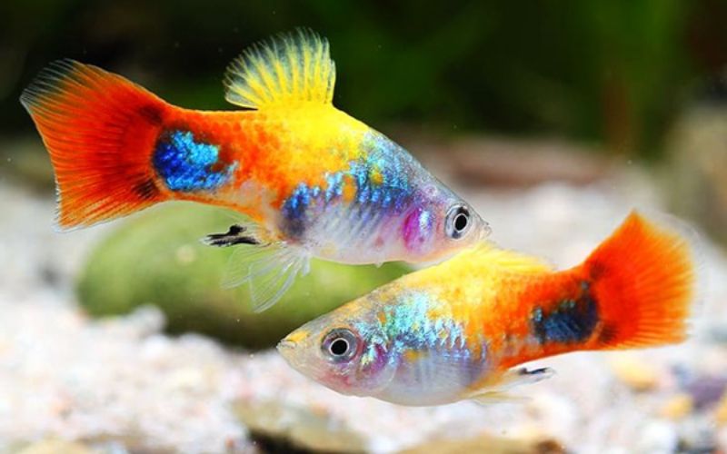 Bể cá thủy sinh cho không gian lớn