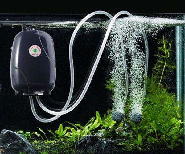 Các Loại Phụ Kiện Bể Cá Phổ Biến Tại Hà Nội